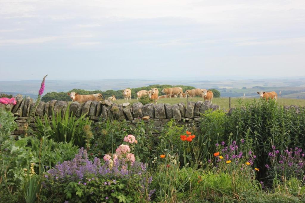 High Keenley Fell Farm Allendale Экстерьер фото